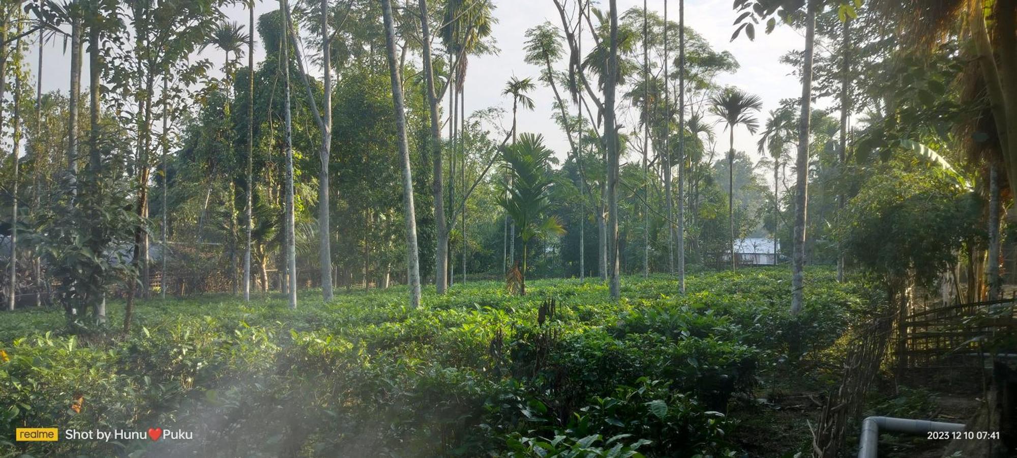 Tranquil Bambusic Bliss Villa Kaziranga Luaran gambar